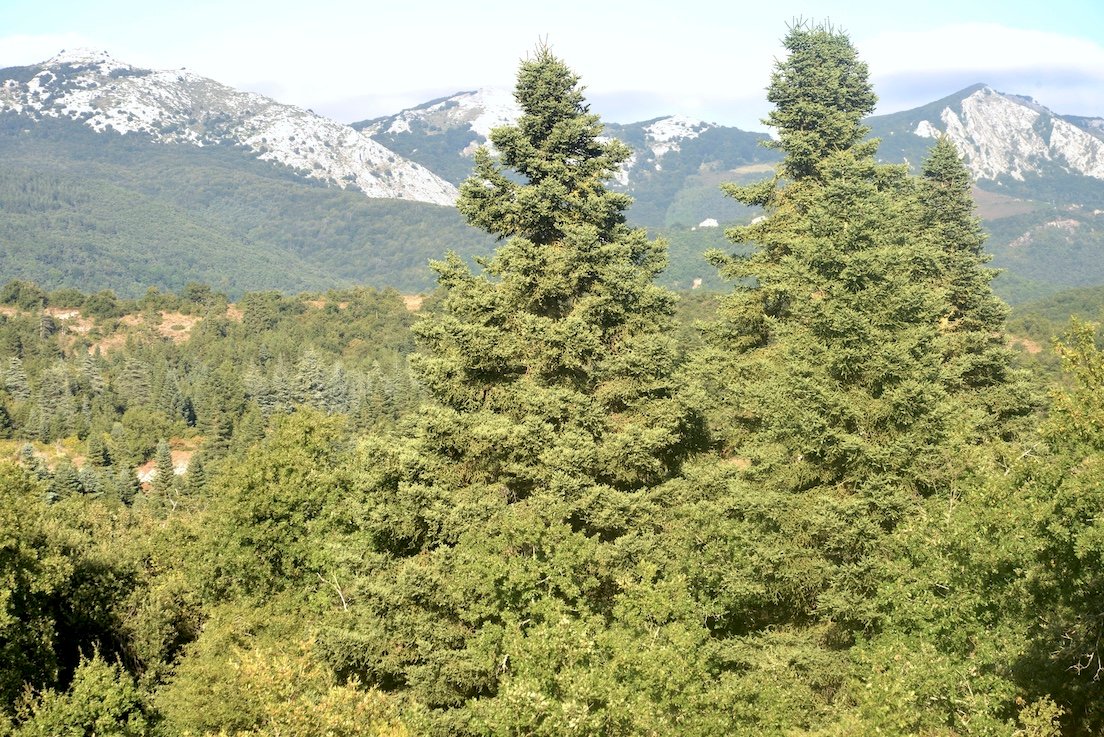Vegetación y tradición oral, testigos vivos del clima